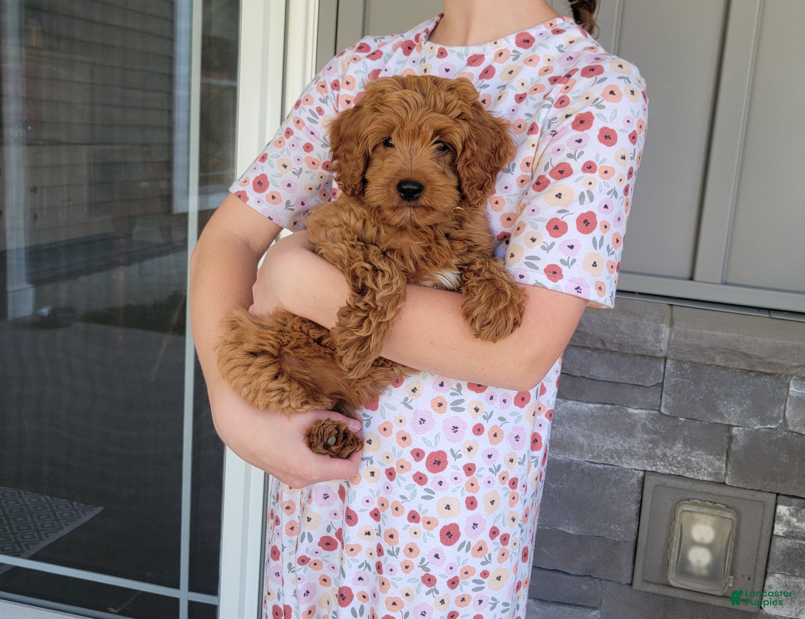 Cockapoo dogs Macy - Ad 2