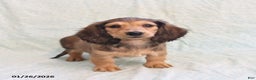 Miniature Dachshund dogs for sale: Janet - Ad 4
