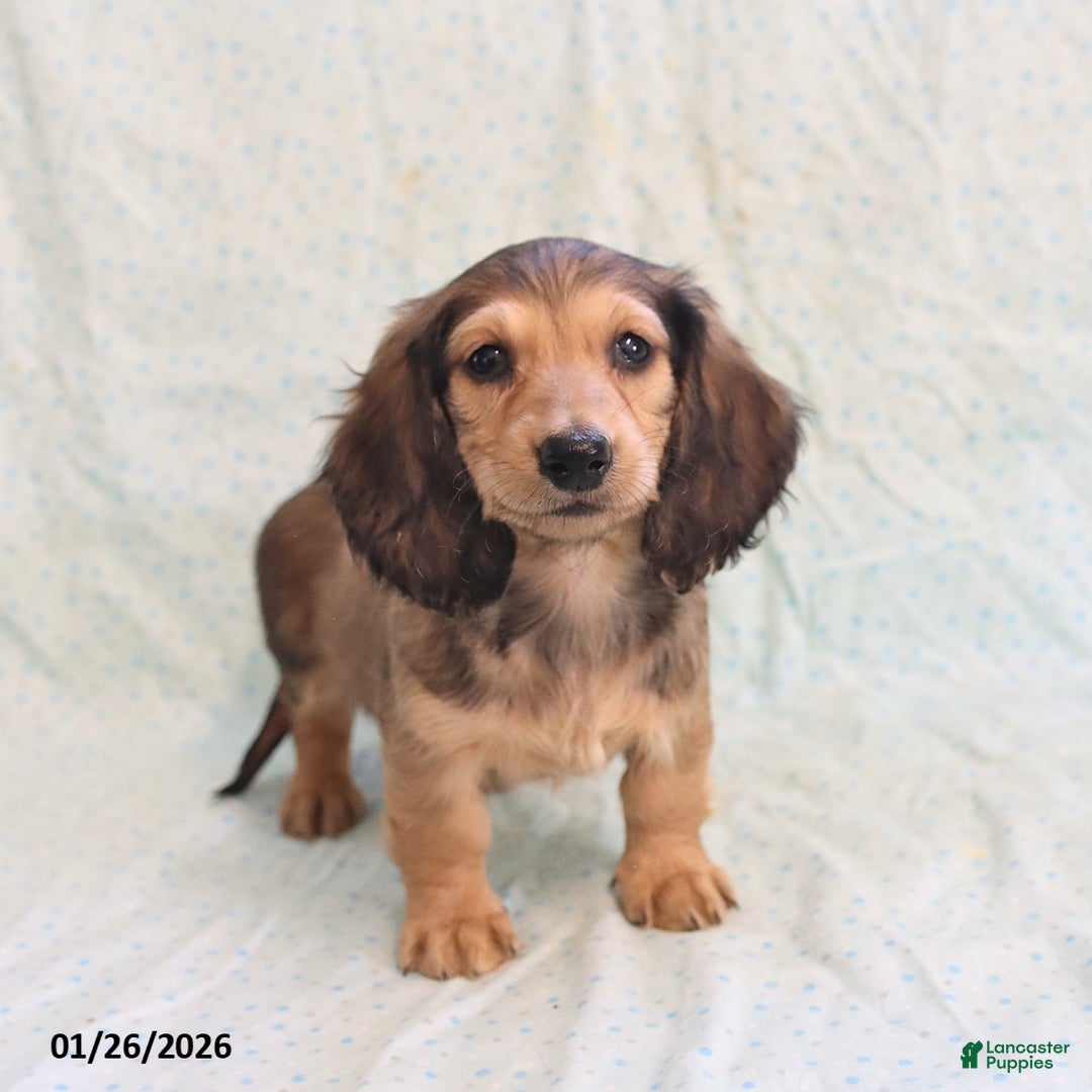Miniature Dachshund dogs for sale: Janet - Ad 4