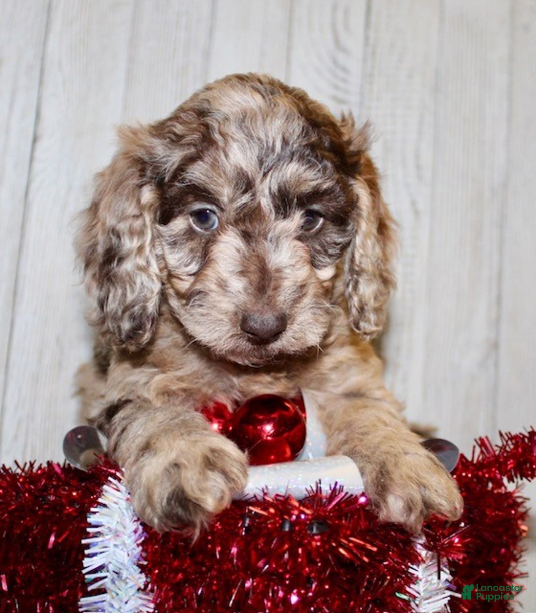 Mixed Breed dogs for sale: Joyce - Ad 4