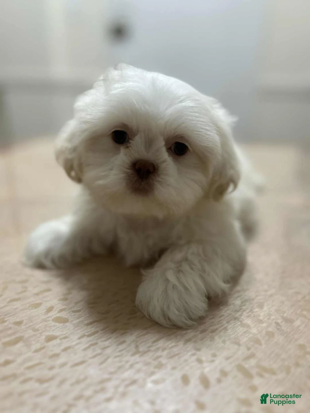 Shih Tzu dogs for sale: April - Ad 1