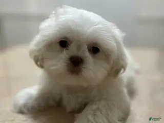 Shih Tzu dogs April - Ad 22