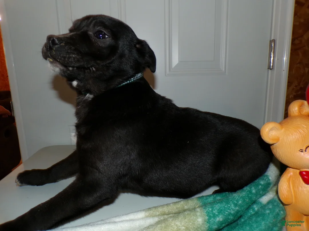 American Pit Bull Terrier dogs for sale: American Pit Bull Terrier Puppy 1 Leon - Ad 2