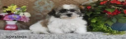 Teddy Bear dogs for sale: Duke - Ad 5