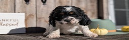 Cocker Spaniel dogs for sale: Rocco - Ad 6