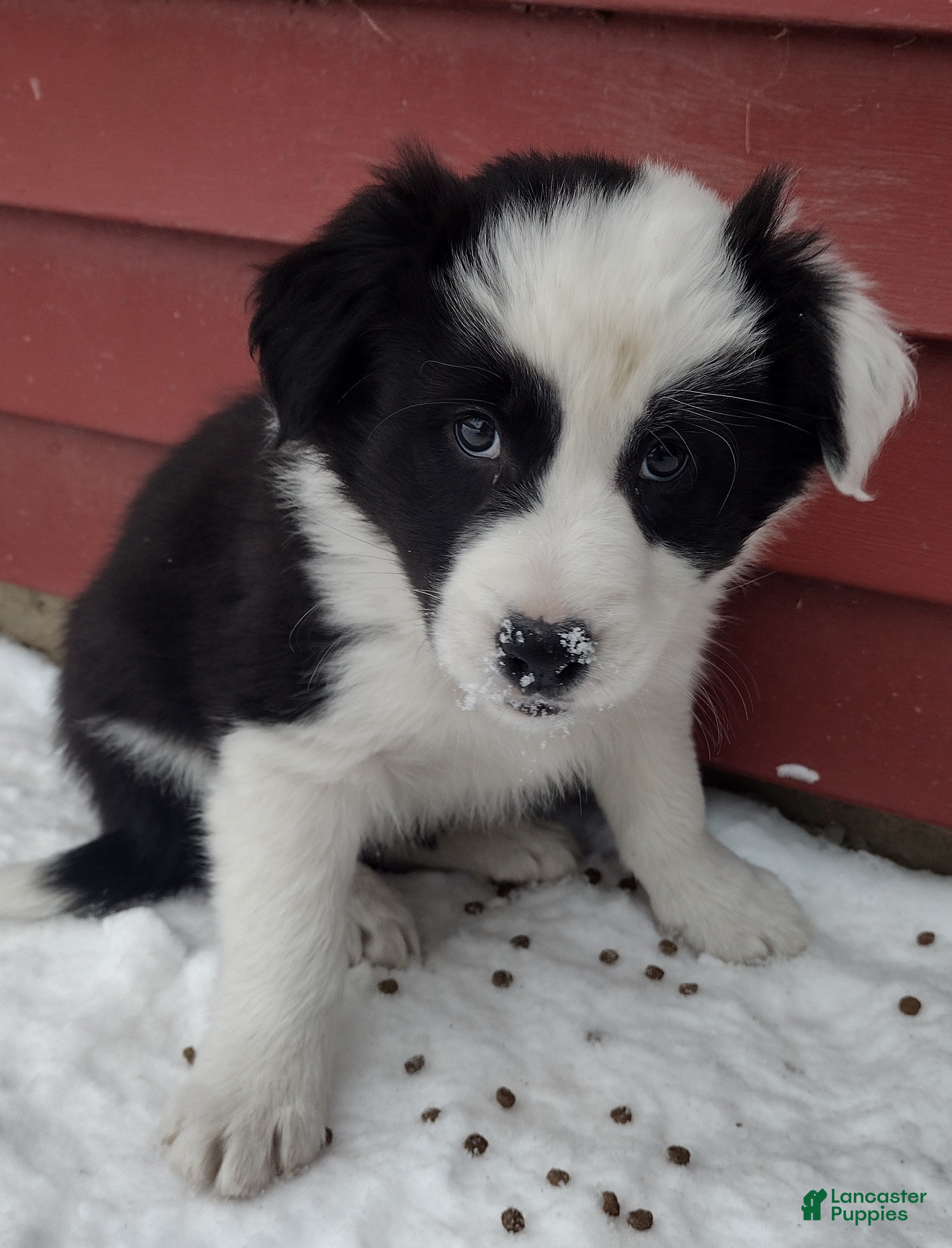 Border Collie dogs Benji  - Ad 37