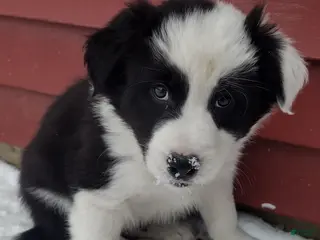 Border Collie dogs Benji - Ad 37