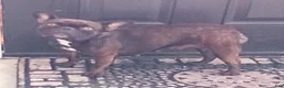 French Bulldog dogs for sale: Tommy - Ad 11