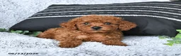 Toy Poodle dogs for sale: Jax - Ad 3