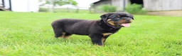 Rottweiler dogs for sale: Roxy - Ad 16