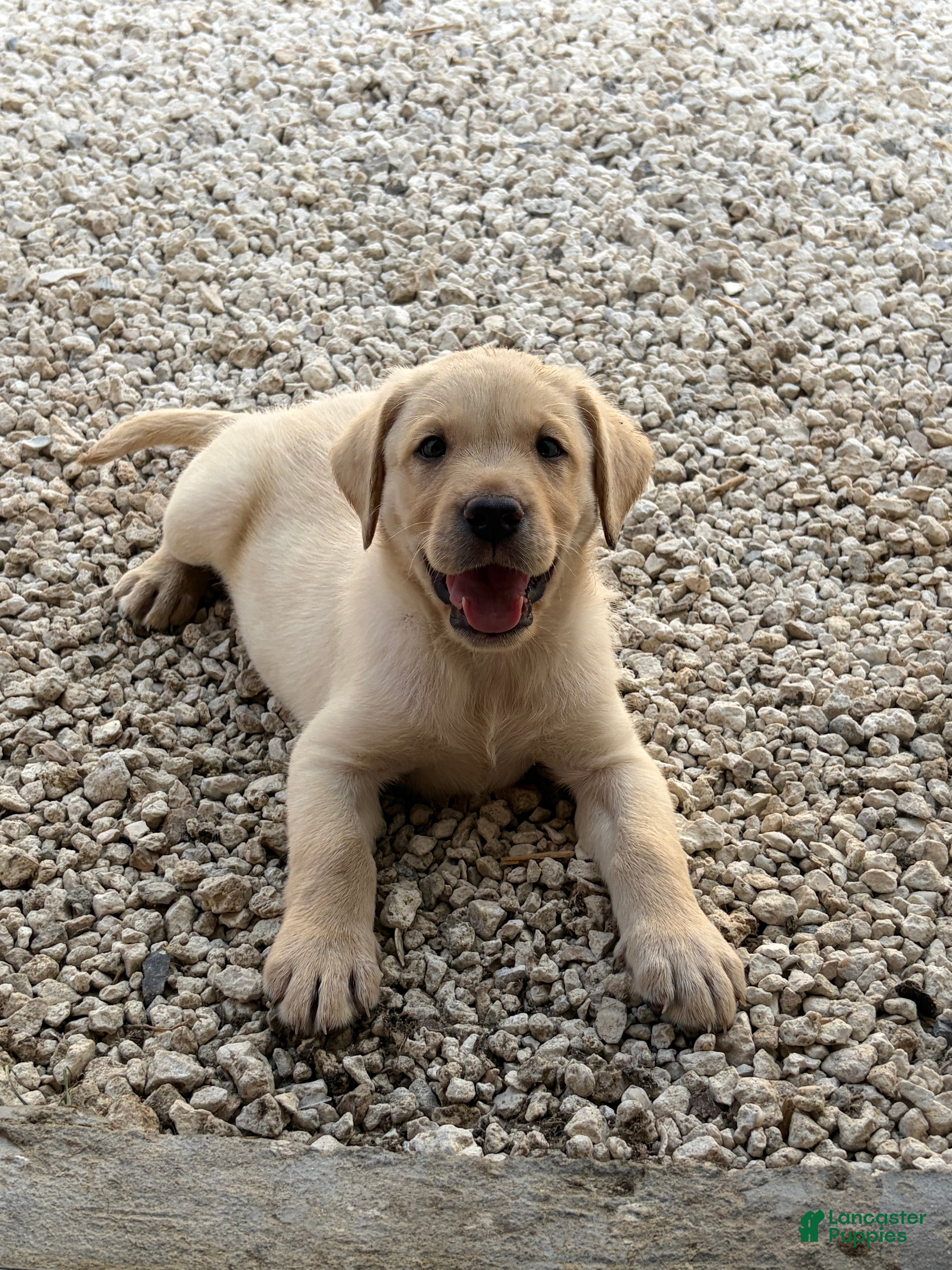Labrador Retriever dogs Labrador Retriever Puppy 3 - Ad 1