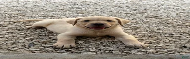 Labrador Retriever Puppy 3