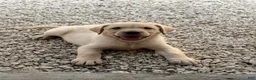 Labrador Retriever dogs for sale: Labrador Retriever Puppy 3 - Ad 1