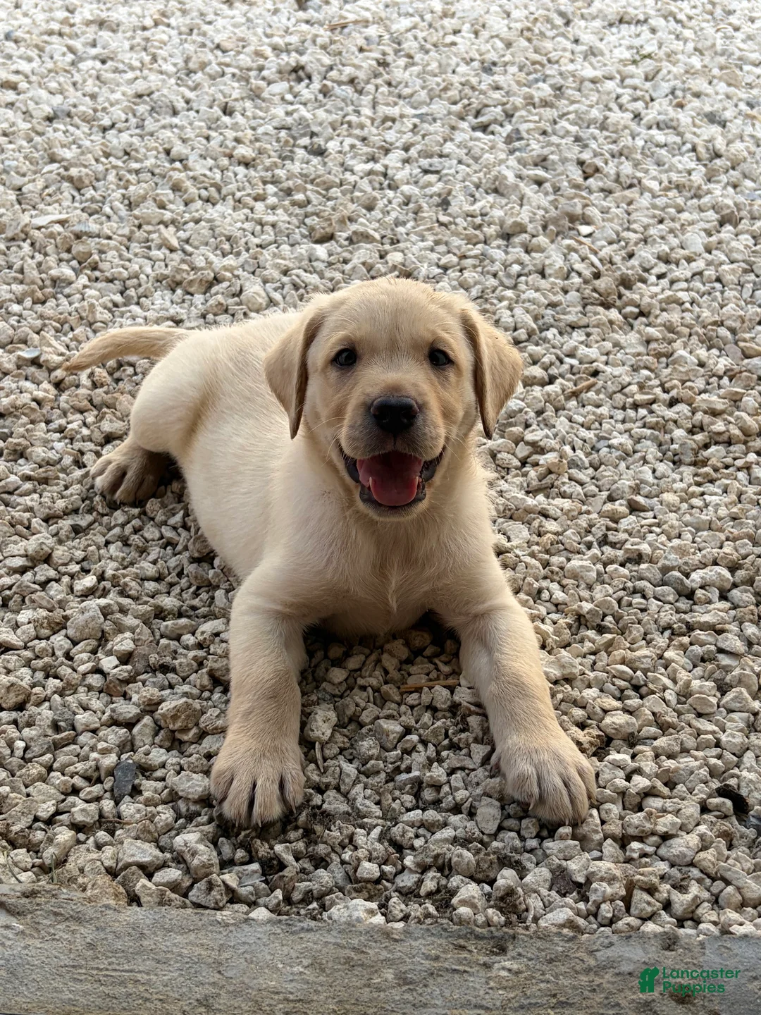 Labrador Retriever dogs for sale: Labrador Retriever Puppy 3 - Ad 1