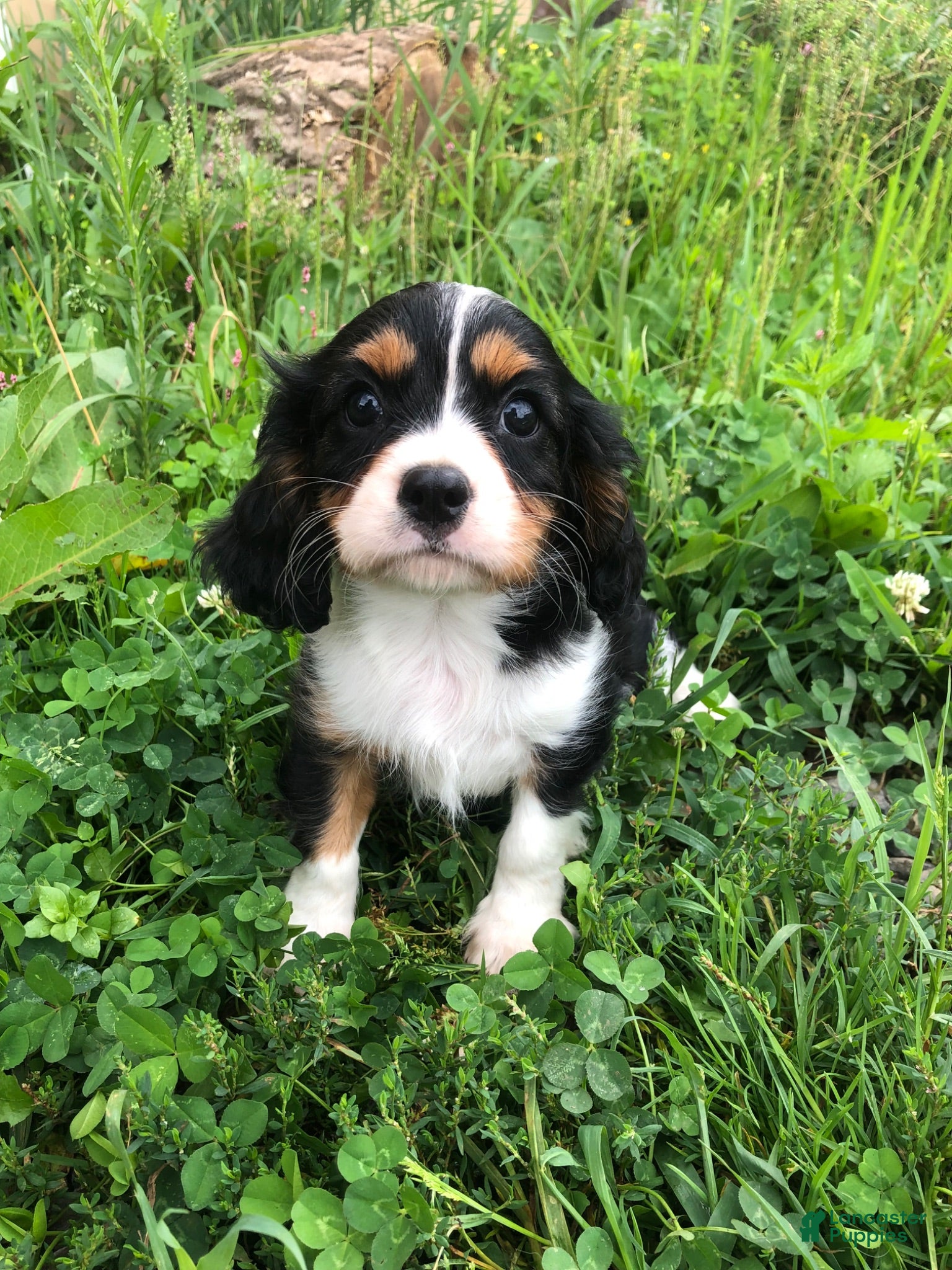 Cavalier King Charles Spaniel dogs Detroit - Ad 1
