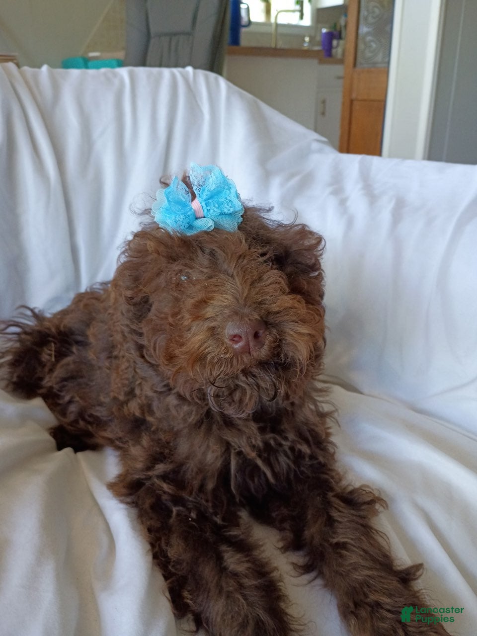Labradoodle dogs Jolly - Ad 2