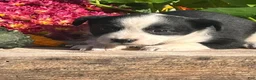 Mixed Breed dogs for sale: Rainy - Ad 3
