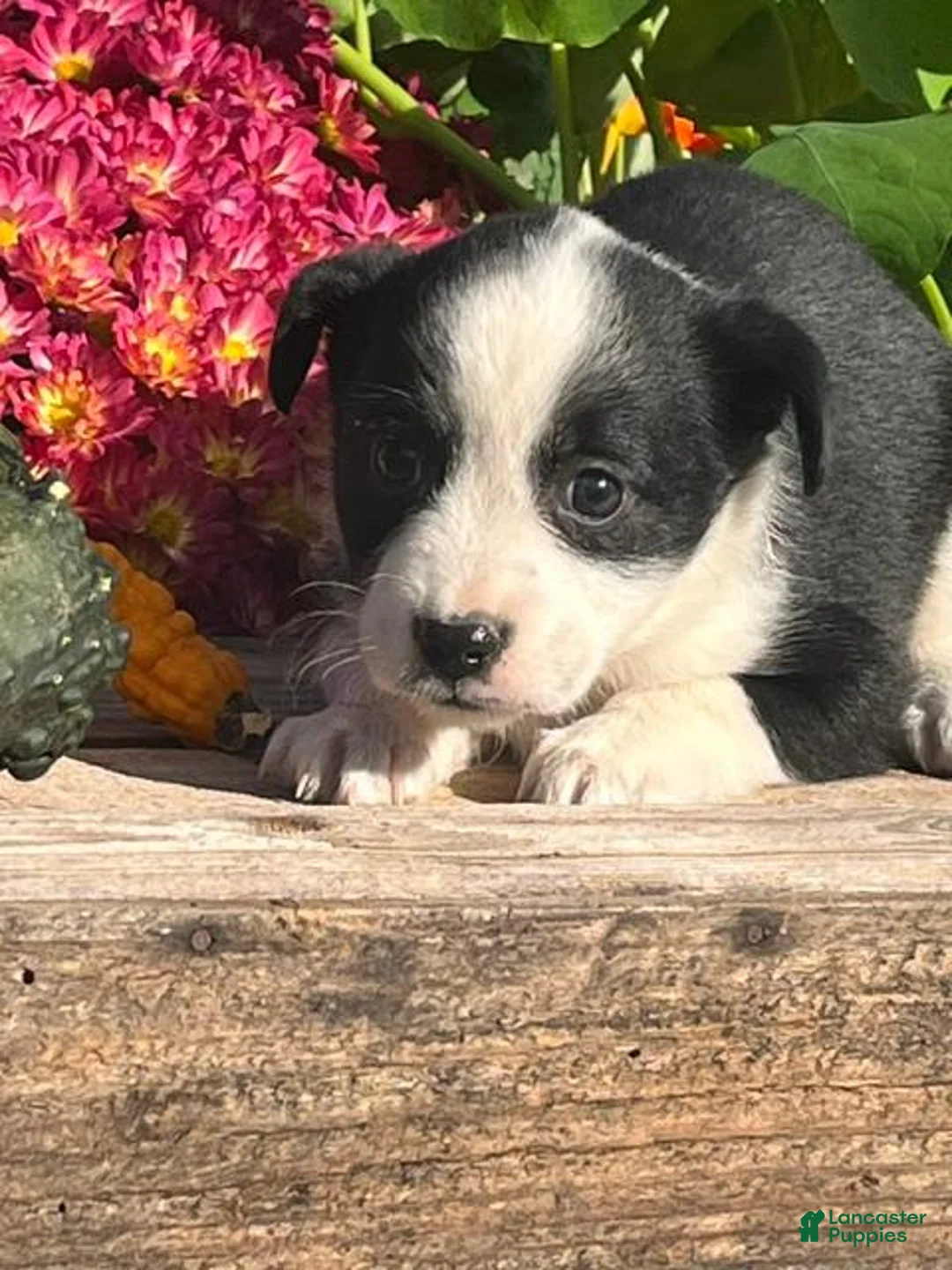Mixed Breed dogs for sale: Rainy - Ad 3