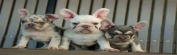 French Bulldog dogs for sale: Spencer 🐾 - Ad 34