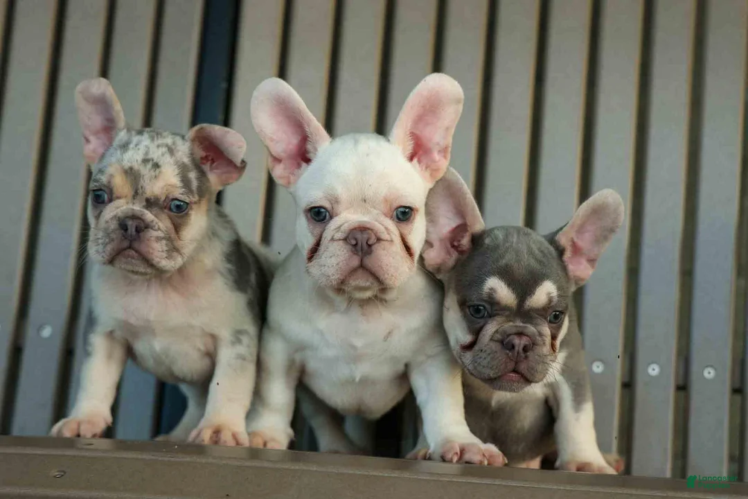 French Bulldog dogs for sale: Snoopy 🐶 - Ad 32