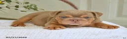 English Bulldog dogs for sale: Truman - Ad 3