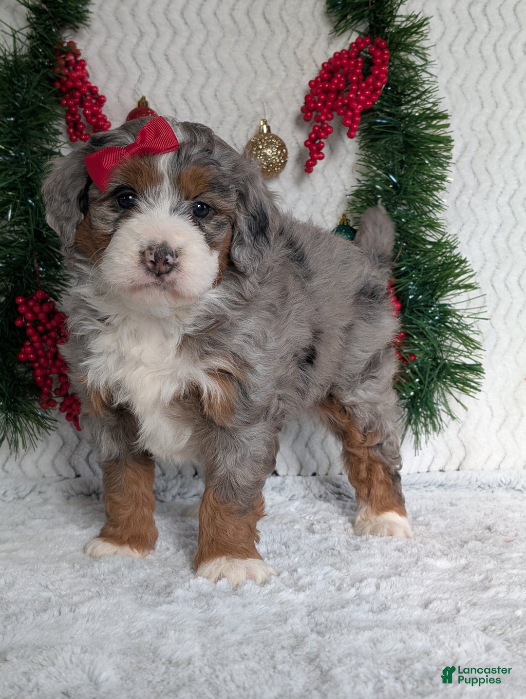 Mini Bernedoodle dogs for sale: Mini Opal  - Ad 21