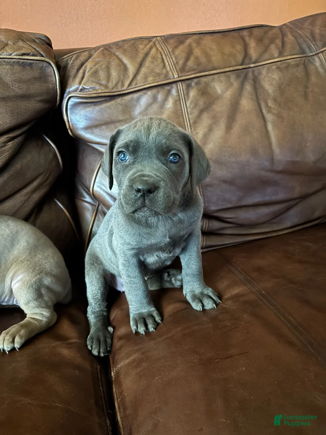 Cane Corso dogs for sale: Duke - Ad 1