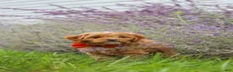 Cavapoo dogs for sale: Rover - Ad 12
