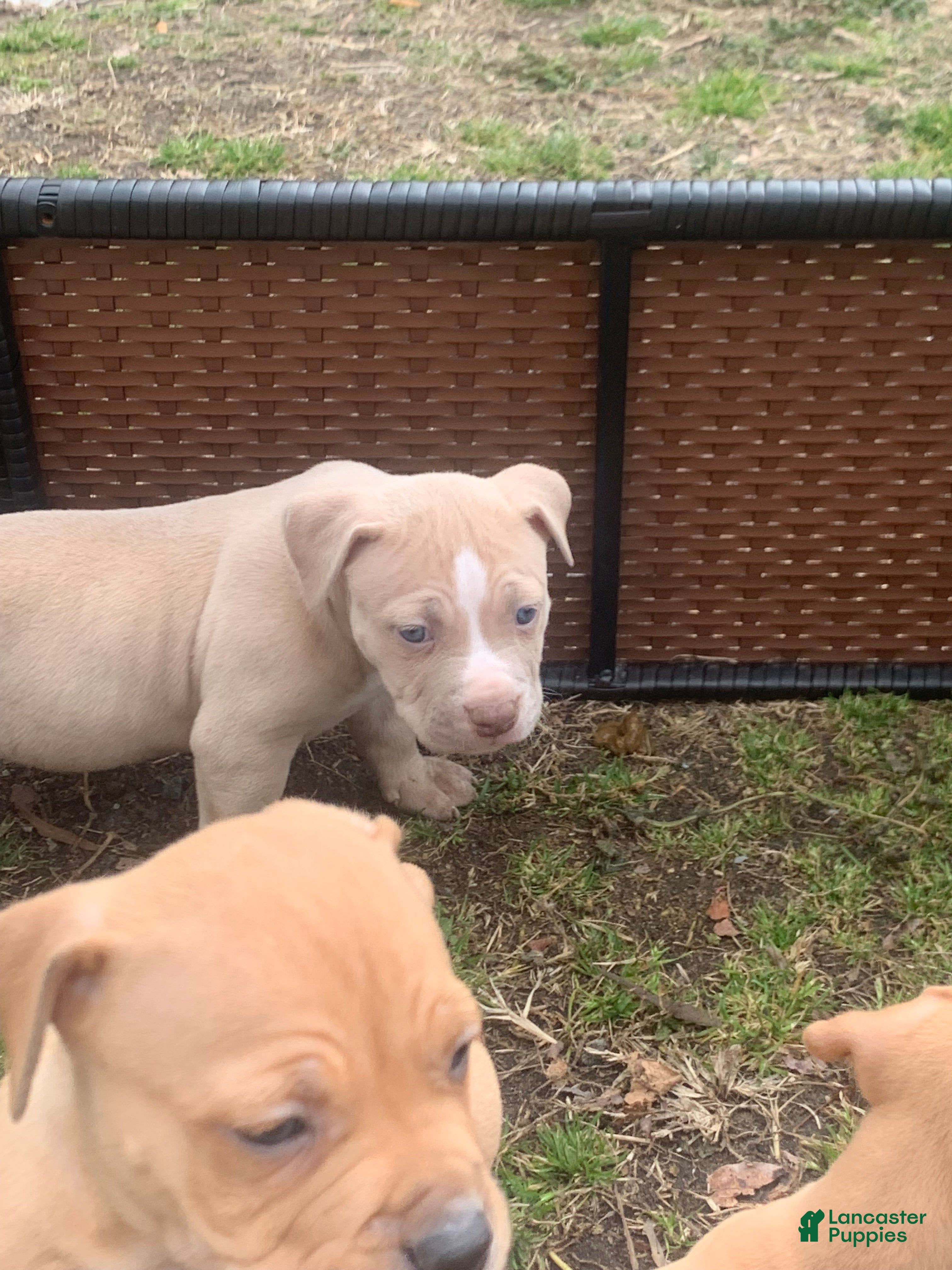 American Pit Bull Terrier dogs American Pit Bull Terrier Puppy 6 - Ad 40