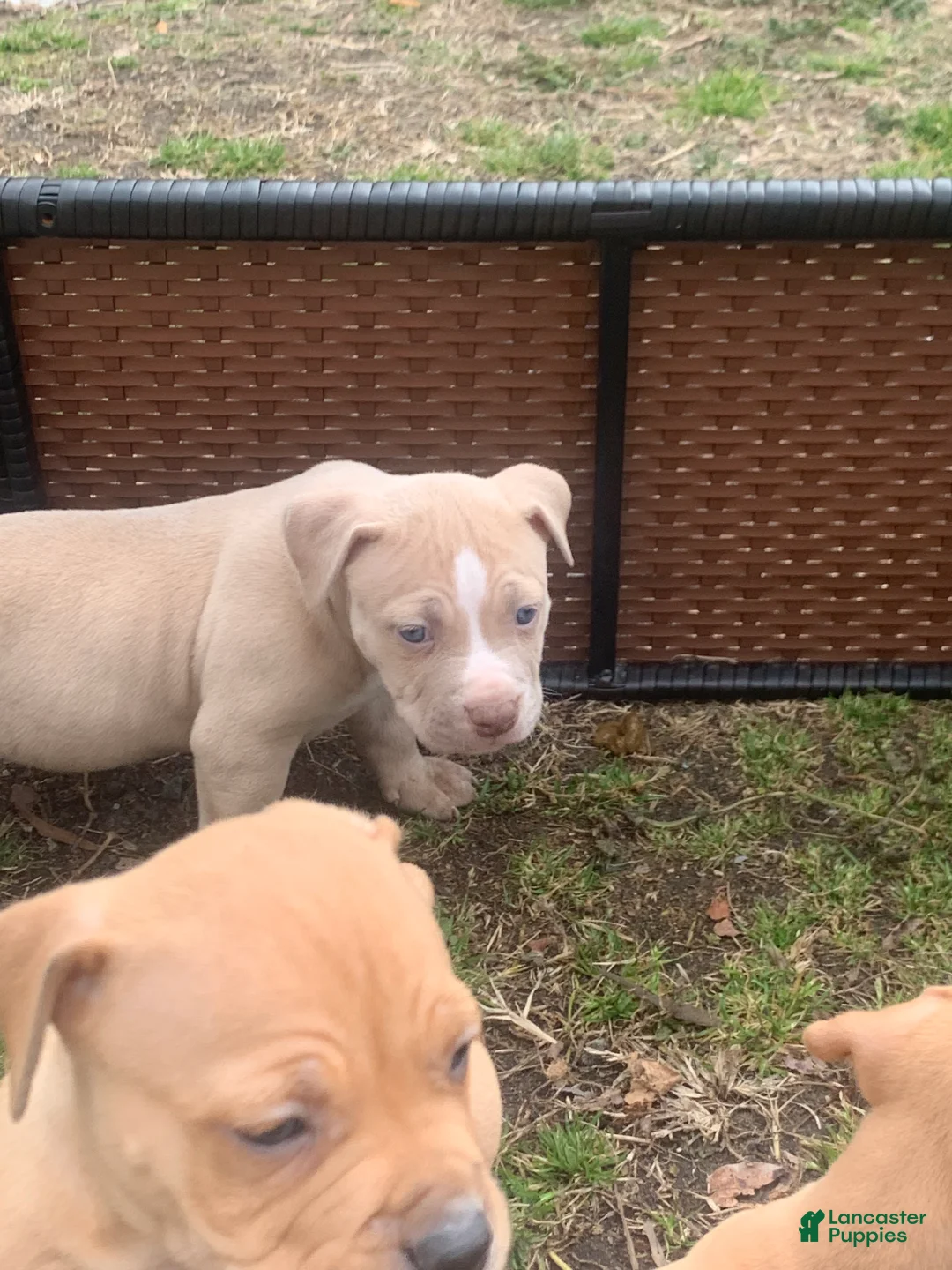 American Pit Bull Terrier dogs for sale: American Pit Bull Terrier Puppy 6 - Ad 1