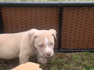 American Pit Bull Terrier dogs American Pit Bull Terrier Puppy 6 - Ad 10