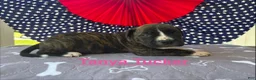 American Bulldog dogs for sale: Female #2/ Tanya Tucker - Ad 2