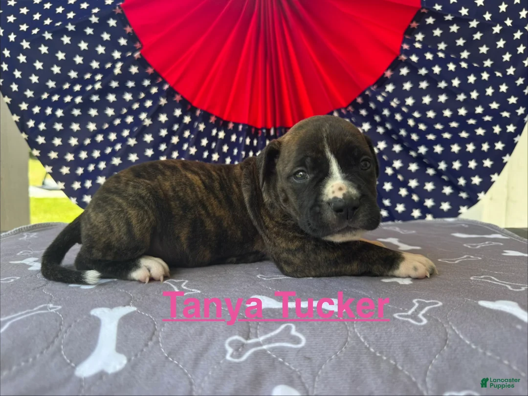 American Bulldog dogs for sale: Female #2/ Tanya Tucker - Ad 2