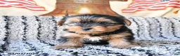 Yorkshire Terrier dogs for sale: Duke - Ad 3