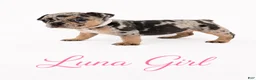 French Bulldog dogs for sale: Luna  - Ad 3