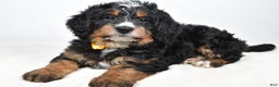 Mini Bernedoodle dogs for sale: Cloe - Ad 2