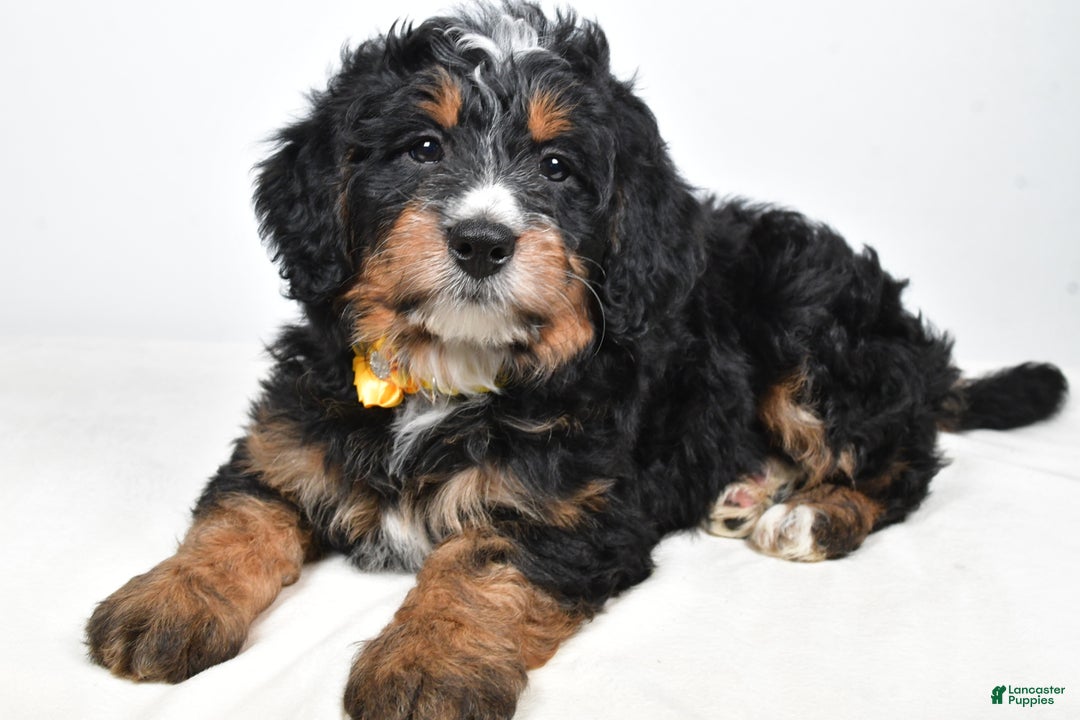 Mini Bernedoodle dogs for sale: Cloe - Ad 2