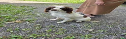 English Springer Spaniel dogs for sale: Rocket - Ad 6