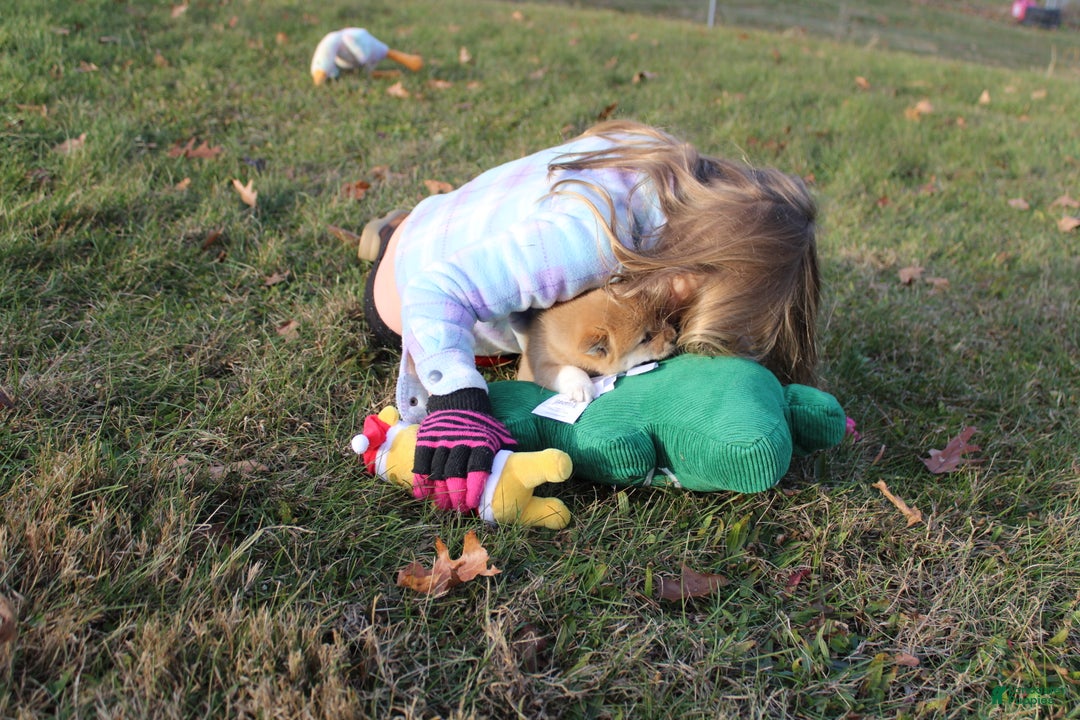 Shiba Inu dogs for sale: Tinsel - Ad 4