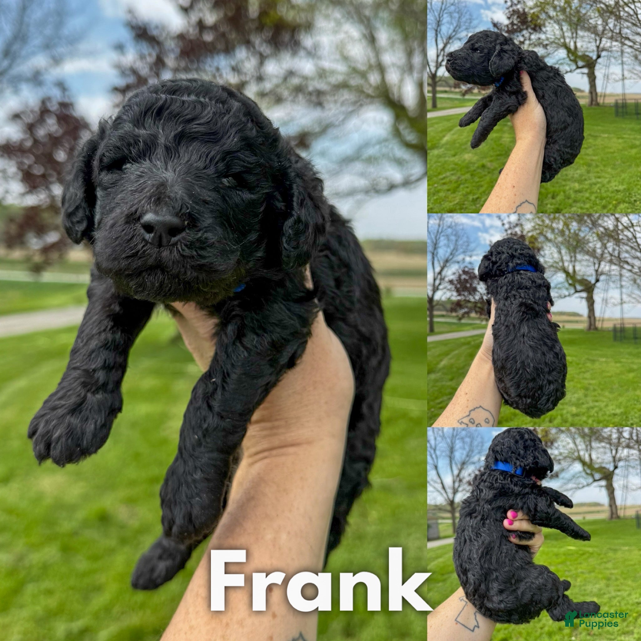 Standard Poodle dogs Frank - AKC  - Ad 38