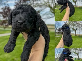 Standard Poodle dogs Frank - AKC - Ad 33