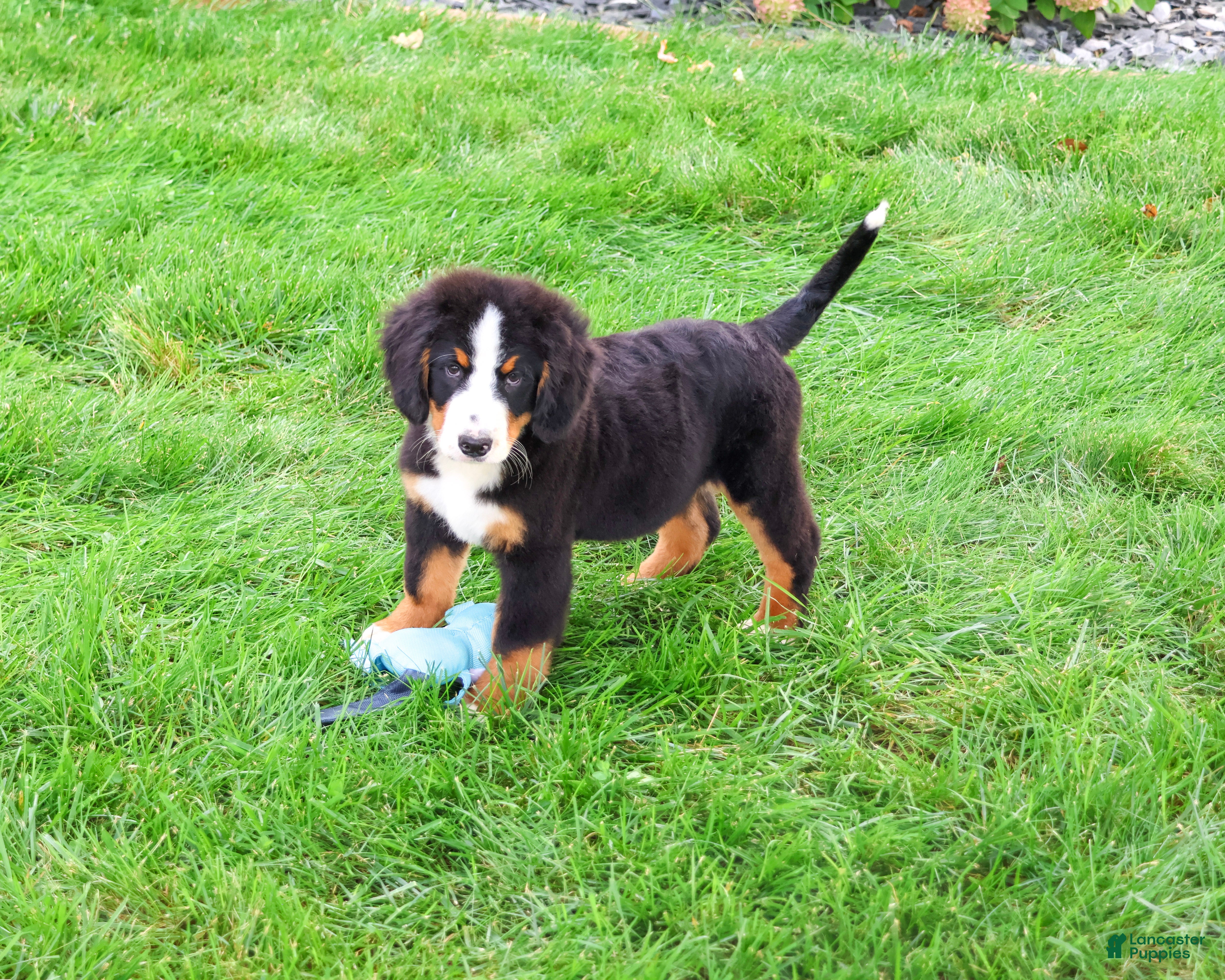 Bernese Mountain Dog dogs Patriot - Ad 4