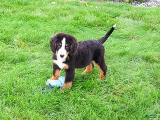 Bernese Mountain Dog dogs Patriot - Ad 10