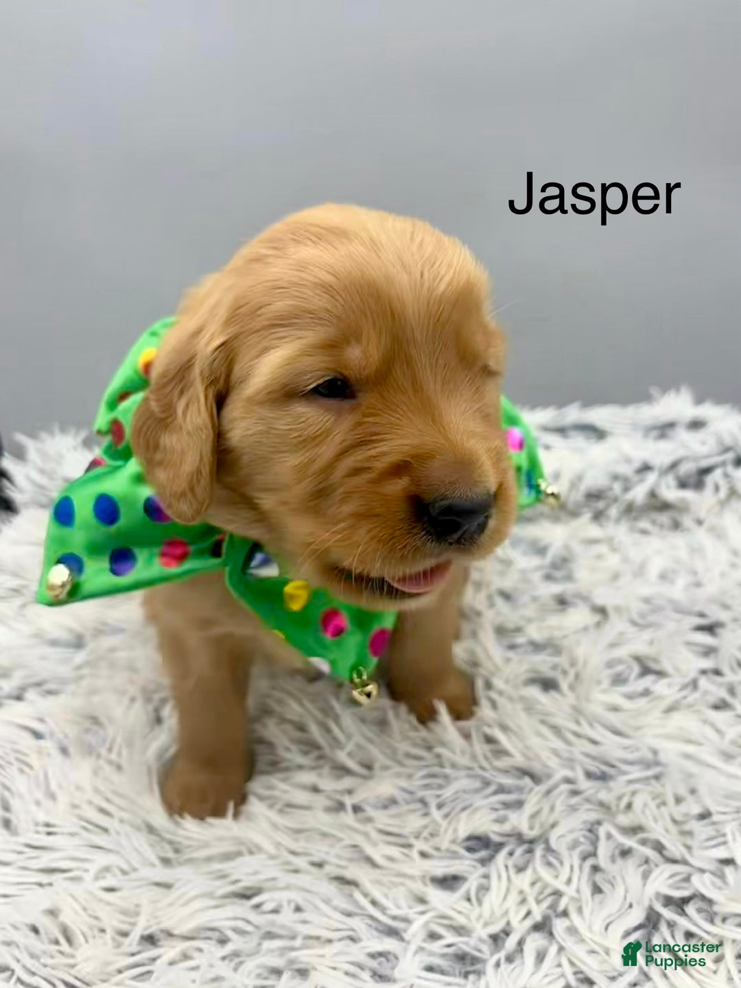Golden Retriever dogs for sale: Golden Retriever Puppy - jasper - Ad 5