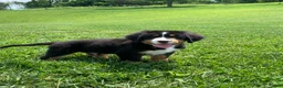 Bernese Mountain Dog dogs for sale: Pluto - Ad 11