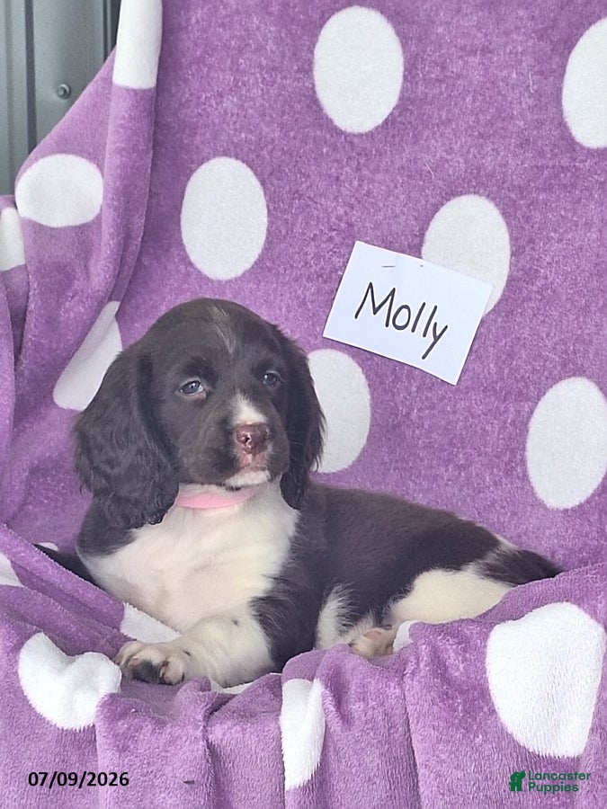 English Springer Spaniel dogs Molly - Ad 2