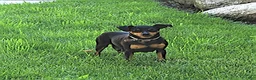 Miniature Pinscher dogs for sale: Mason - Ad 6