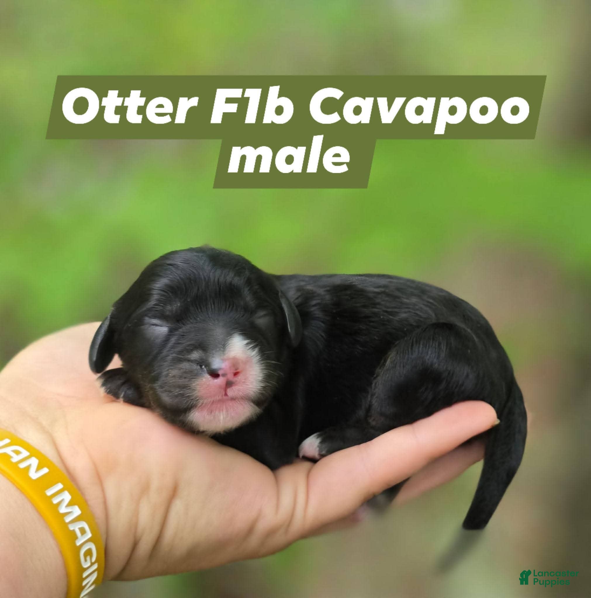 Cavapoo dogs Otter - Ad 11