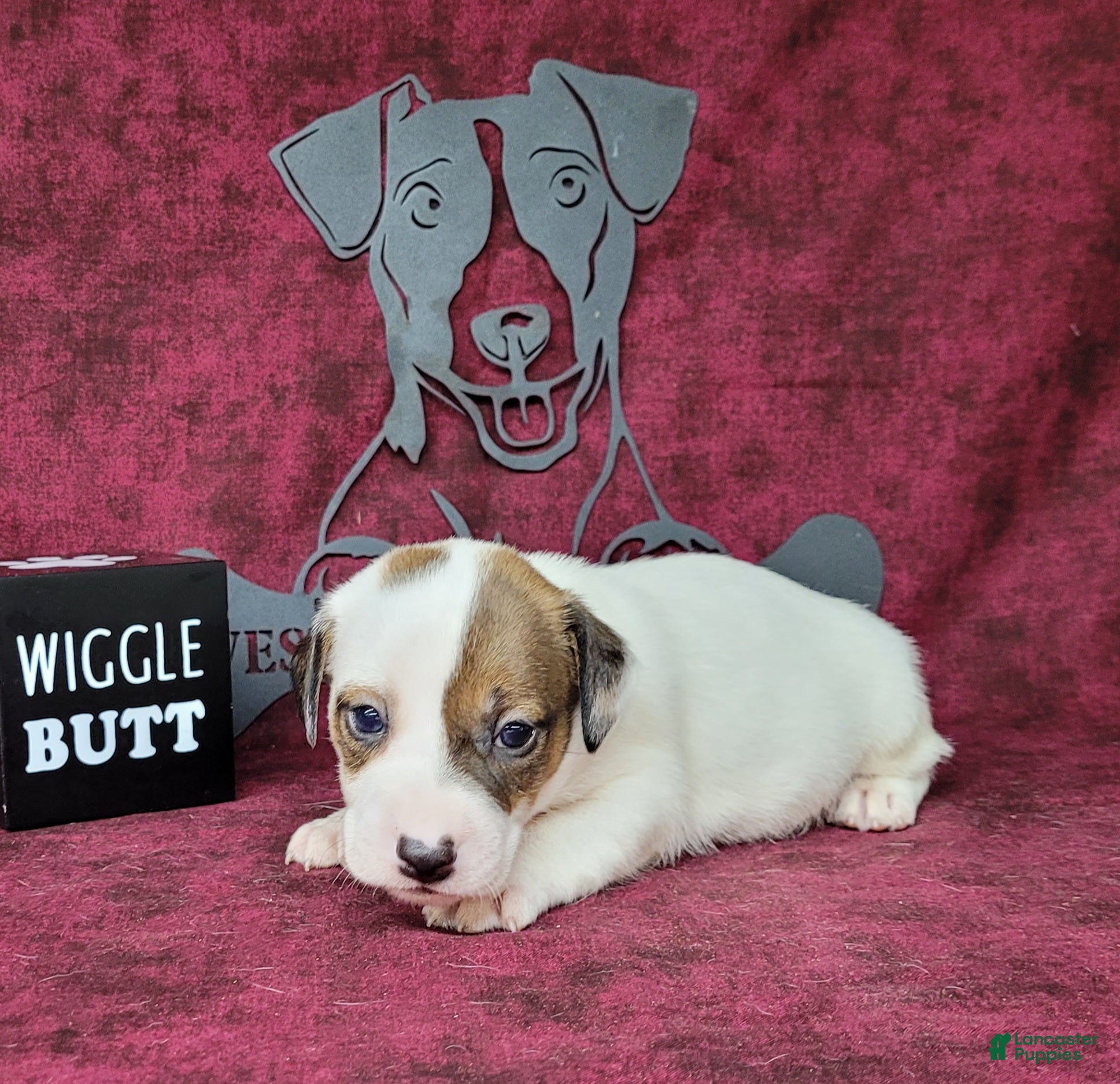 Jack Russell Terrier dogs Percy CKC male - Ad 1