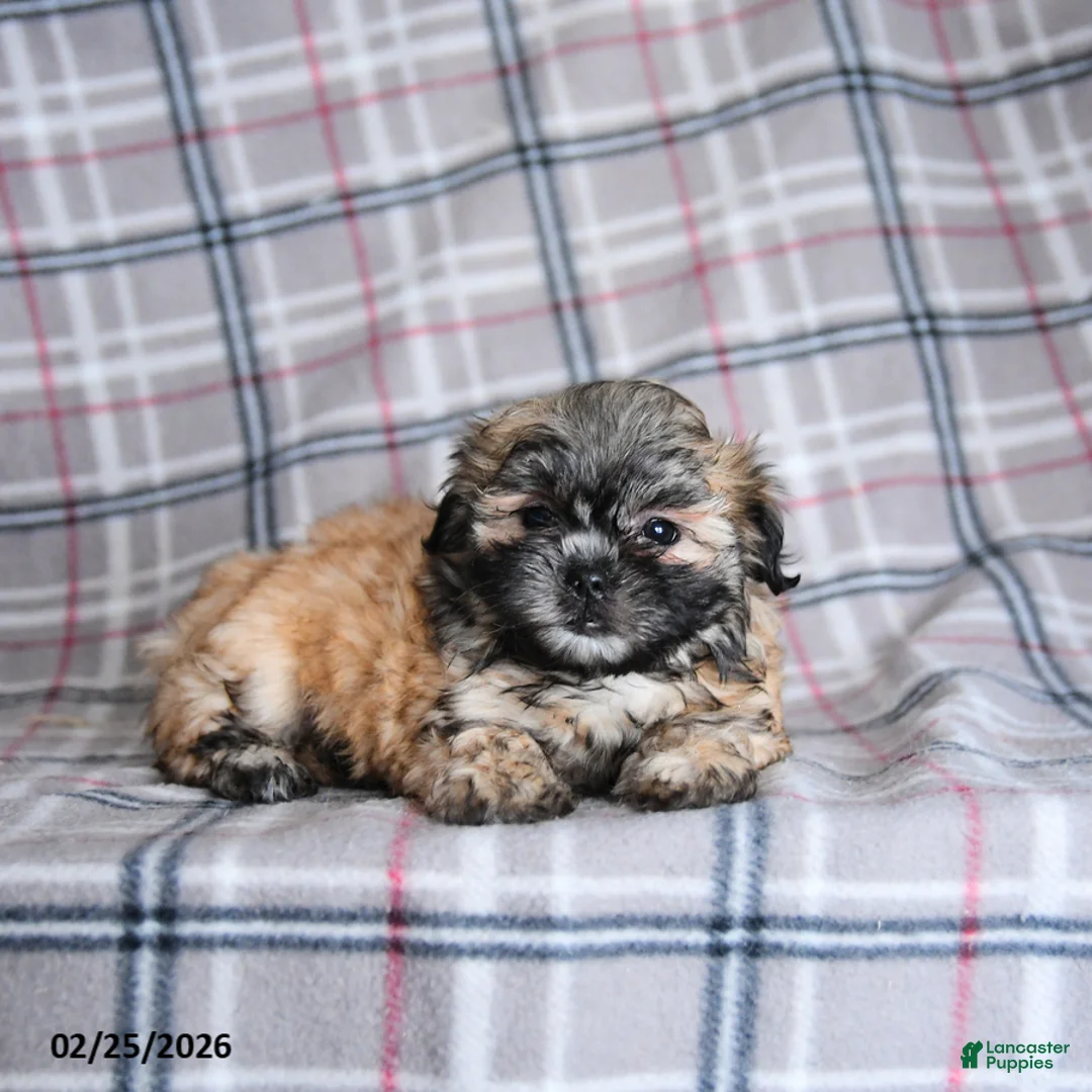 Shih Tzu dogs for sale: Kora - Ad 5